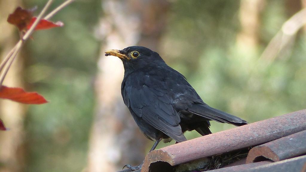 Amselgarten Lübben المظهر الخارجي الصورة